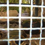 Pythons sind keine Seltenheit im Mekong Delta