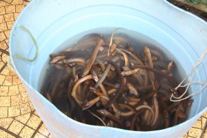 Auch in Hanoi gibt es die unterschiedlichsten Fischsorten auf den Märkten