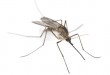 Malaria in Vietnam