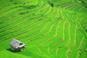 Bei gutem Wetter wirken die grünen Reisterassen noch kräftiger
