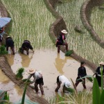 Der neue Reis wird in der Regel mit vielen Leidensgenossen gepflanzt