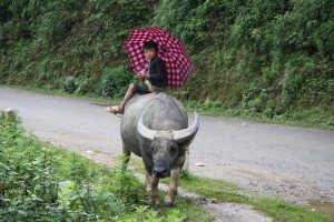 Sapa - Unkonventielle Fortbewegunsmittel im Hochland