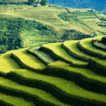 In Vietnam kann man Reisterassen an vielen Orten antreffen